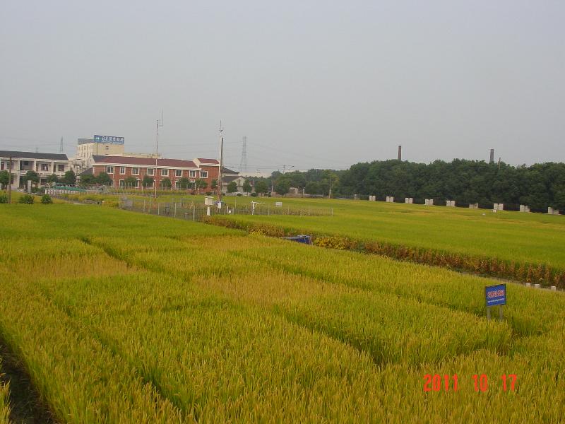 此景观图片为常熟站综合观测场稻季景观照片