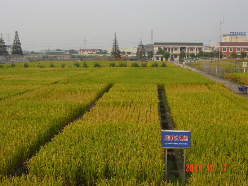 此景观照为此样地稻季蜡熟期照片。