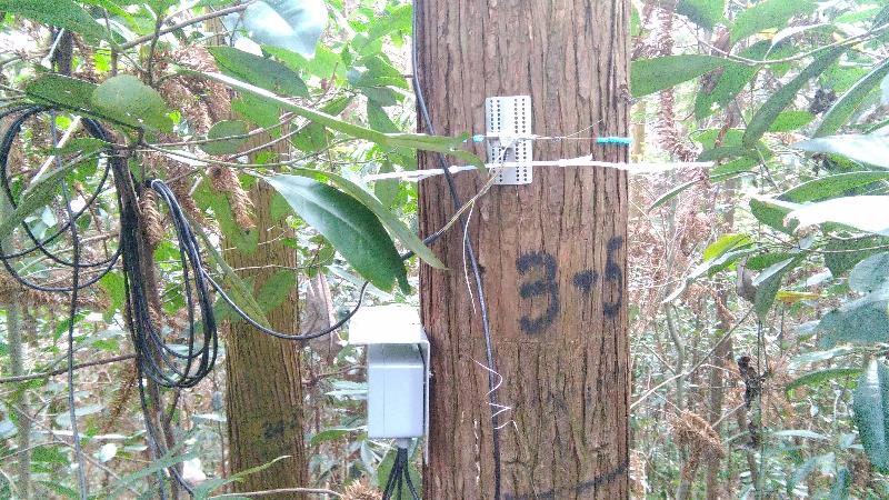 杉木人工林1号辅助观测场永久样地3-5树木径向生长仪