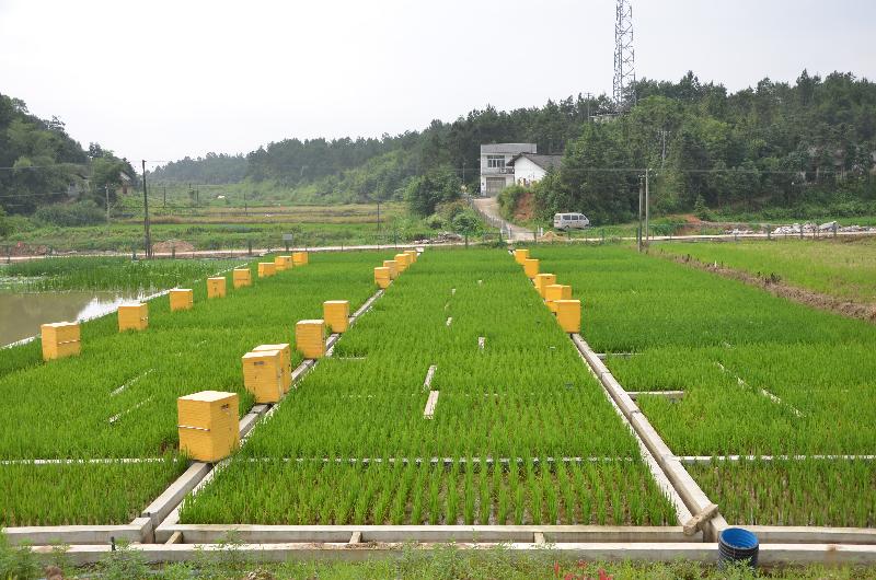 长沙站稻田土壤和生物监测试验小区